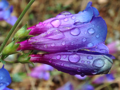 Penstemon azureus