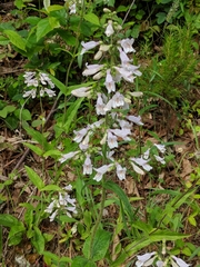 Penstemon brevisepalus