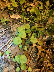 Alliaria petiolata