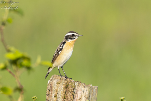 Tarabilla norteña (Saxicola rubetra)