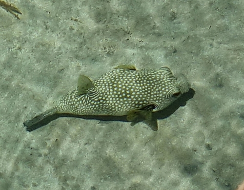 White-spotted Puffer — seen at this dive site