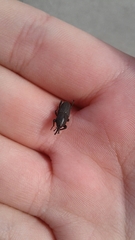 Sphenophorus necydaloides