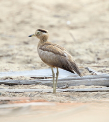 Burhinus superciliaris