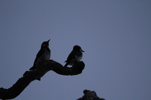 iNaturalist observation photo of Acorn Woodpecker