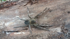 Phoneutria nigriventer