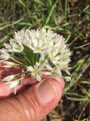 Allium fraseri