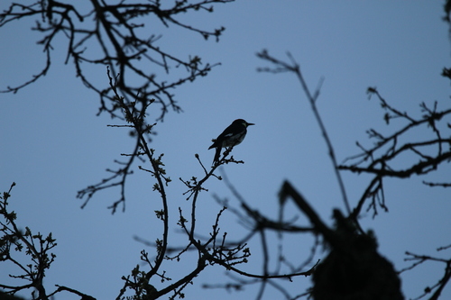 iNaturalist observation photo of Acorn Woodpecker