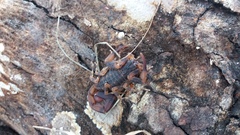 Tityus bahiensis