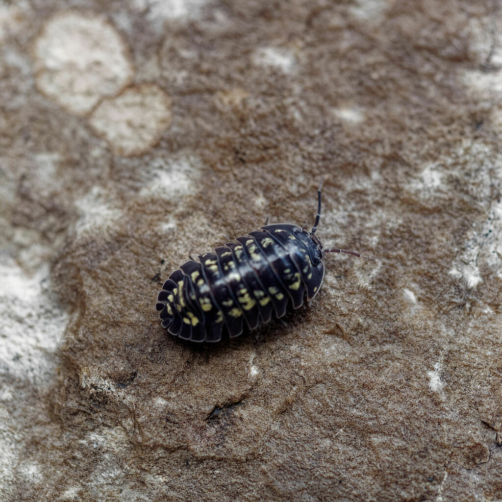 Armadillidium tirolense