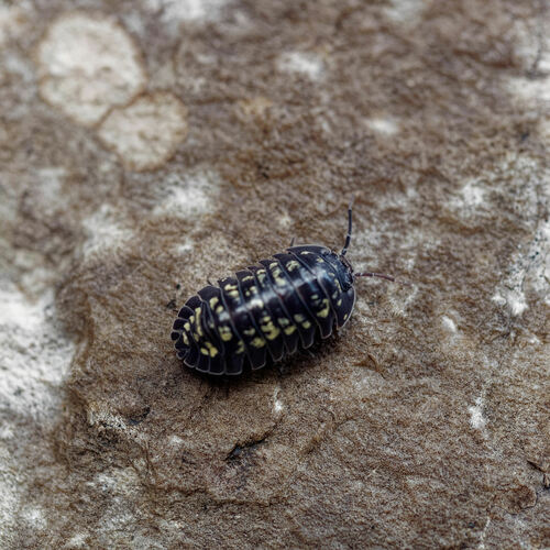 Armadillidium tirolense