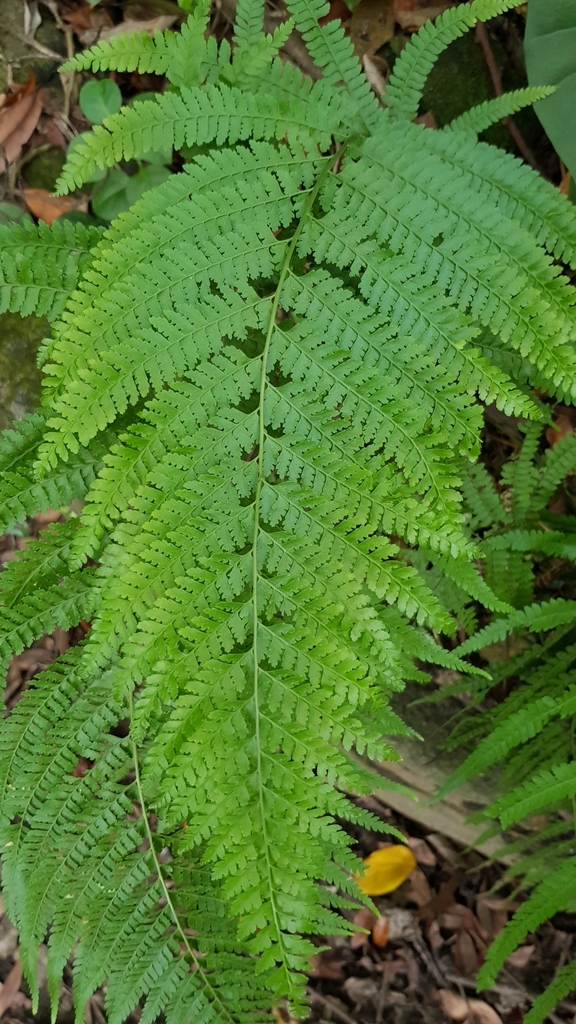 Microlepia strigosa
