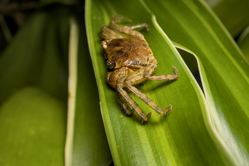 Scandarma gracilipes