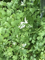 Fumaria capreolata