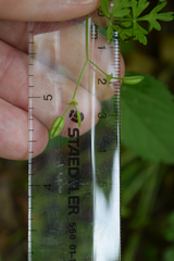 Chaerophyllum procumbens