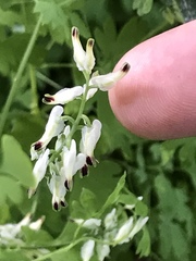 Fumaria capreolata