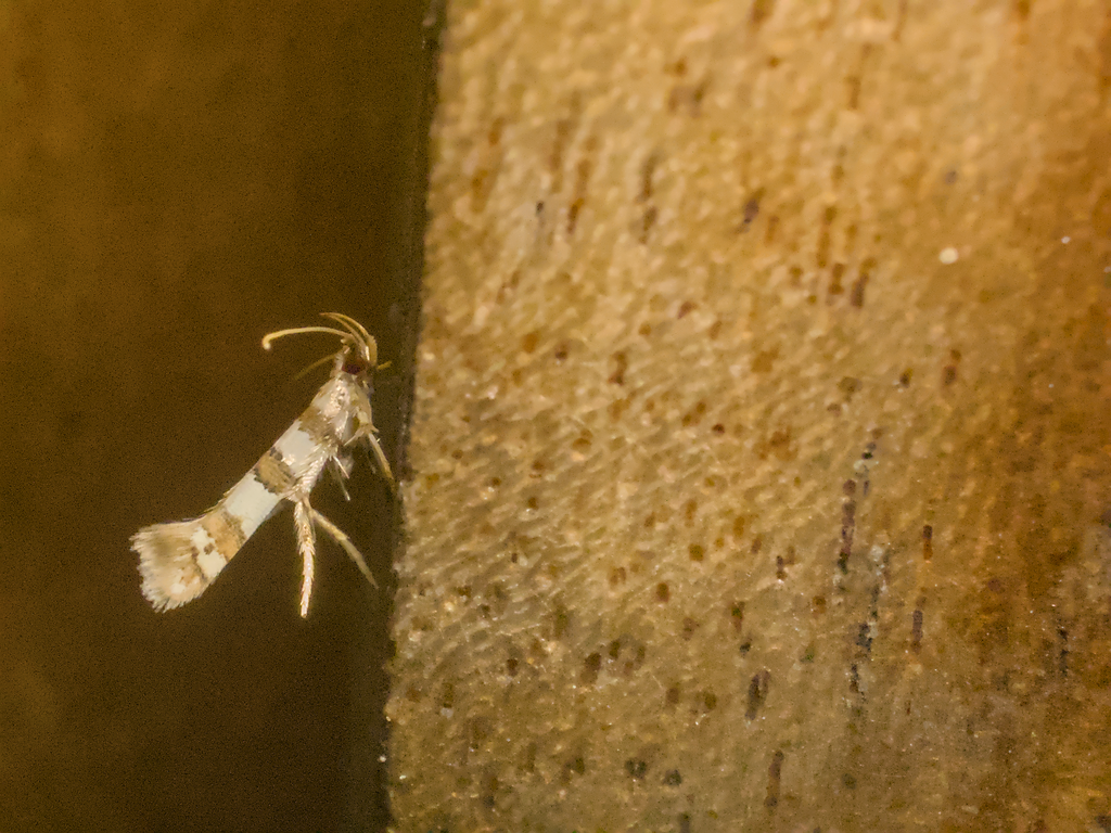 Moth