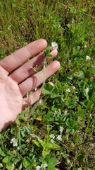 Trifolium subterraneum