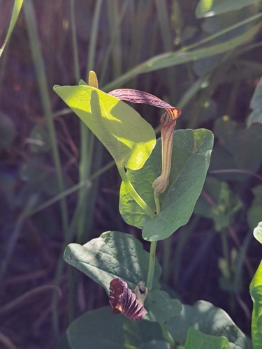 Smearwort (Aristolochia rotunda)