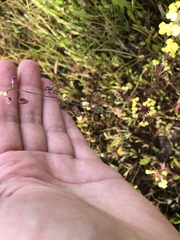 Thysanocarpus radians