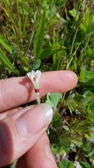 Trifolium subterraneum