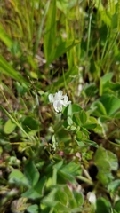 Trifolium subterraneum