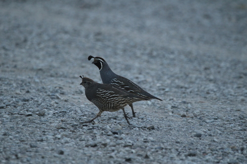 iNaturalist observation photo of California Quail