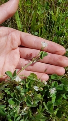 Trifolium subterraneum