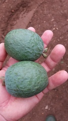 Feijoa sellowiana