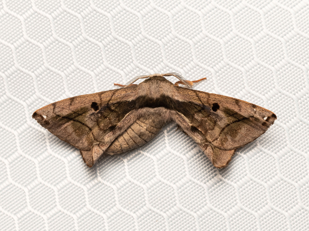 Prismostictinae