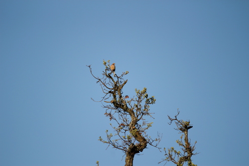 iNaturalist observation photo of Mourning Dove