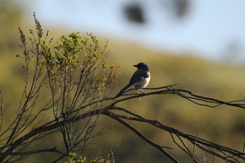 iNaturalist observation photo of California Scrub-Jay