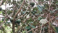 Feijoa sellowiana