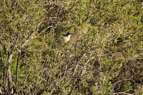 iNaturalist observation photo of California Scrub-Jay