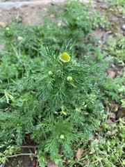 Matricaria discoidea