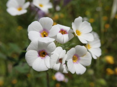 Leptosiphon montanus