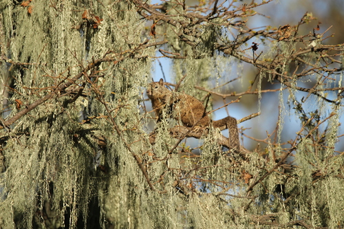 iNaturalist observation photo of California Ground Squirrel
