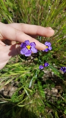 Sisyrinchium bellum