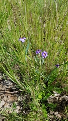 Sisyrinchium bellum
