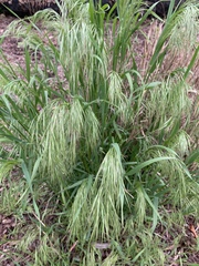 Bromus tectorum