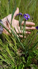 Sisyrinchium bellum