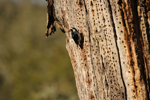 iNaturalist observation photo of Acorn Woodpecker