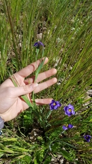 Sisyrinchium bellum