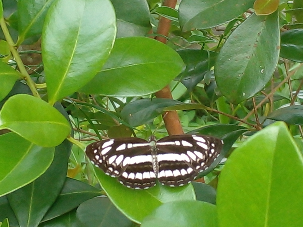 common-sailer-from-vw2c-cfp-maharagama-10280-sri-lanka-on-april-14