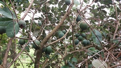Feijoa sellowiana