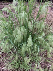Bromus tectorum