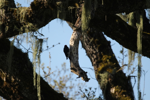 iNaturalist observation photo of Acorn Woodpecker