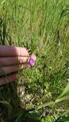 Vicia sativa