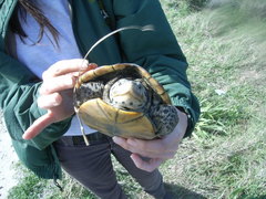 Malaclemys terrapin pileata