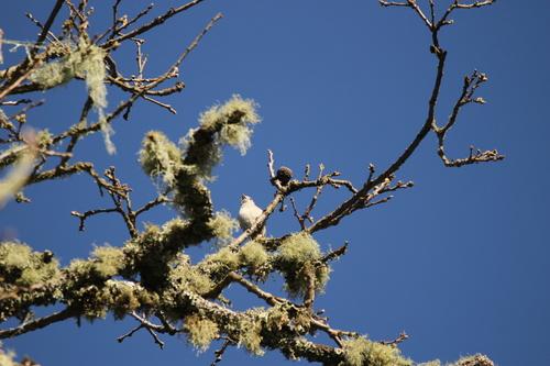 iNaturalist observation photo of Perching Birds