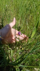 Vicia sativa